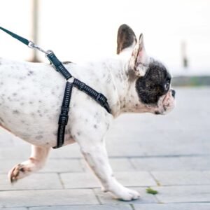 Adjustable Pet Harness